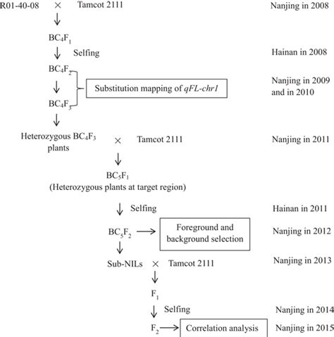 Breeding Scheme For Substitution Mapping Of Qfl Chr And For