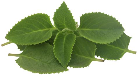 Oregano Leaves Isolated 31098199 Png