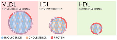 Vascular Disease Patient Information Page Understanding Cholesterol