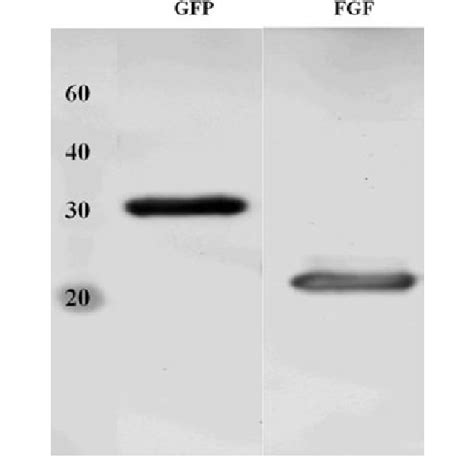 Expression Image Of The Gfp And Fgf By Western Blot Analysis Download