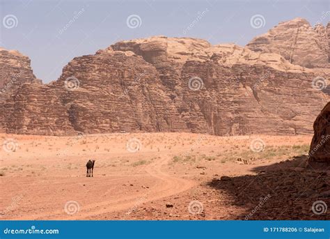 Camel Nel Deserto Di Wadi Rum Giordania Fotografia Stock Immagine Di