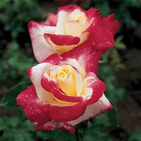 Double Delight 36 Inch Tree Rose Tree Roses Edmunds Roses