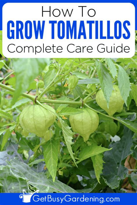 Growing Tomatillos The Complete How To Guide