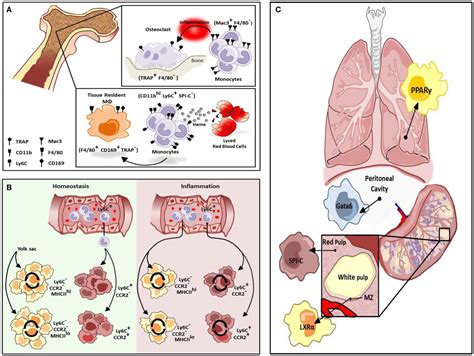 Frontiers Ontogeny And Polarization Of Macrophages In Inflammation