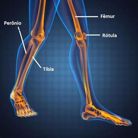 Ossos Da Perna Anatomia Do F Mur T Bia F Bula E R Tula