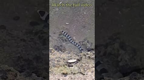 Deadly Sea Snake 🥵 Youtube