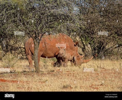 A White Rhinoceros Mother And Calf In Southern African Savanna Stock