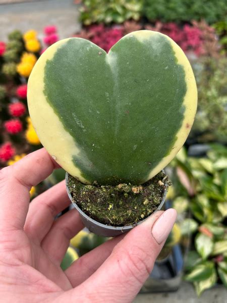 Hoya Kerrii Variegata Sukulenty Hoya Kaktusy Sukulenty I Inne