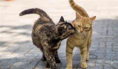 Cómo Determinar Género En Gatitos Es Gatita O Gatito Fit Fórmula