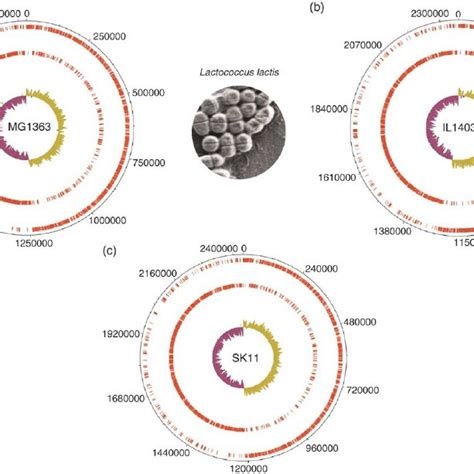 Circular Genomes Of Lactococcus Lactis Mg1363 A Il1403 B And Sk11 Download Scientific