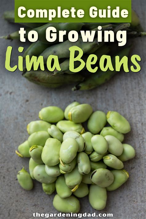 How To Grow Lima Beans Quick Steps Growing Lima Beans Lima Bean