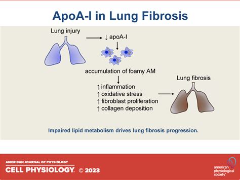 Diverse Functions Of Apolipoprotein A I In Lung Fibrosis American