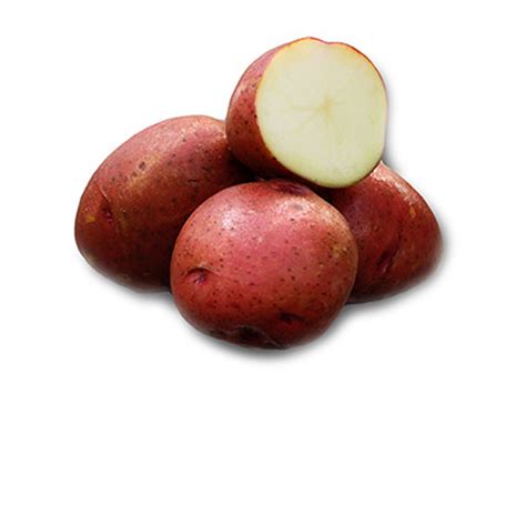 Norland Dark Red Holbrook Seed Potatoes