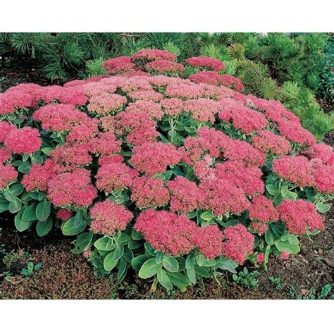 Sedum spectabile Brilliant sédum d automne ou Orpin d automne rose