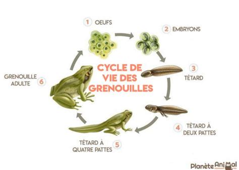 Tout sur la GRENOUILLE caractéristiques habitat et alimentation