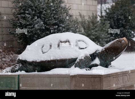 University of Maryland mascot testudo in snow Stock Photo - Alamy