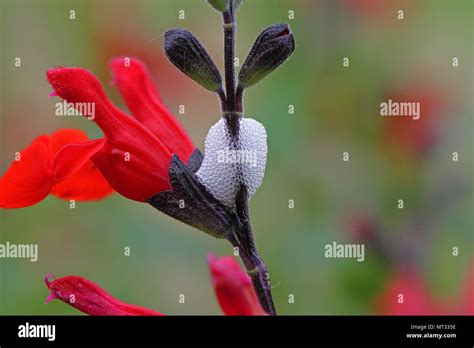 Froghopper larva in nature hi-res stock photography and images - Alamy