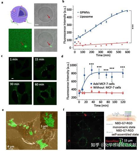 国家纳米科学中心王浩研究员课题组angew Chem Int Ed：双特异性肽原位自组装用于肿瘤免疫治疗 知乎