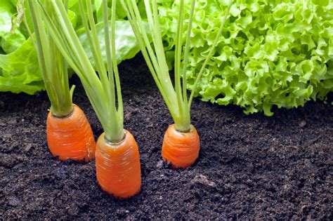 C Mo Lograr Una Exitosa Siembra De Zanahorias En Tu Huerto Plantas Y M S