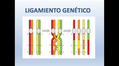 LIGAMIENTO GENÉTICO genes ligados en el mismo cromosoma YouTube