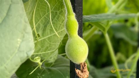 The Ultimate Guide To Growing Bottle Gourds Seedy Farm