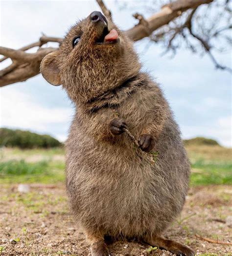 Quokkas In Rottnest Island Western Australia Cute Animals Happy