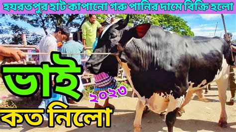 Bhai Koto Nilo Hazratpur Gorur Hat 2023 Qurbani Cow Price In