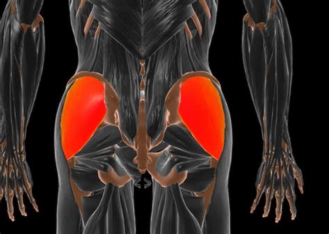 Most Effective Gluteus Maximus Exercises