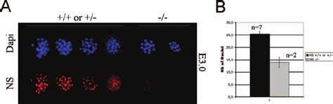 P53 Loss Does Not Rescue NS Deficiency Number Of Nuclei Detected By