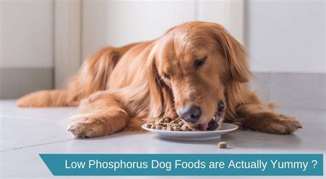 What Causes Low Phosphorus In Dogs