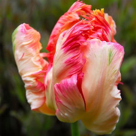 Tulipa Parrot Apricot Parrot Tulip From Adr Bulbs