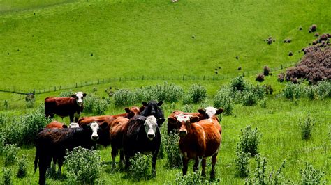 New Zealand Agriculture Industry