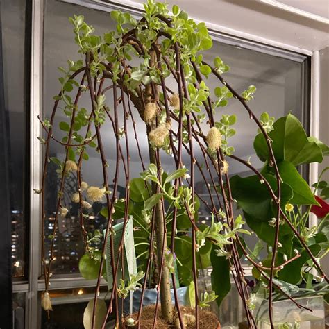Everything You Need To Know About Salix Stolonifera 💧