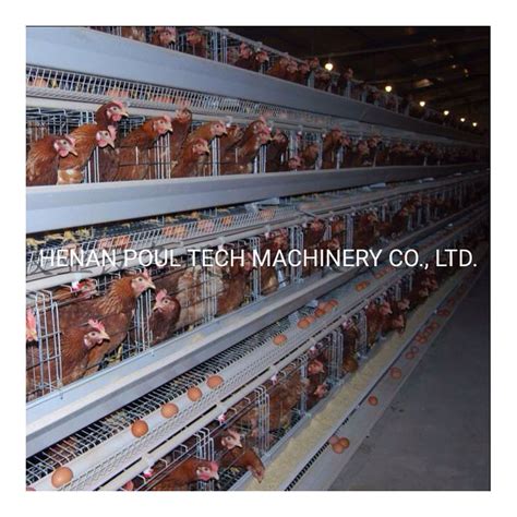 Supply Completely Automatic Laying Hen Egg Layer Battery A Type Chicken