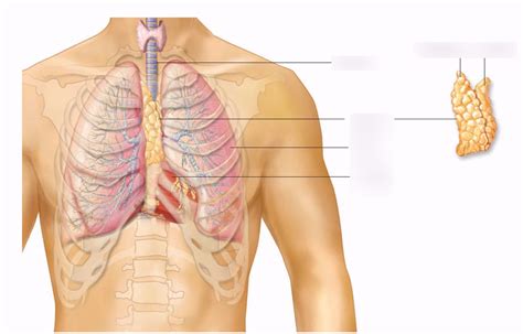 thymus gland Diagram | Quizlet