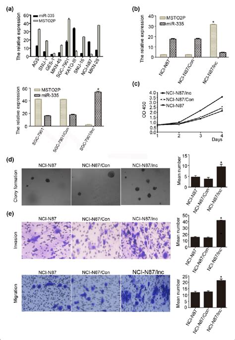 Lncrna Msto2p Promotes Proliferation Colony Formation Migration And