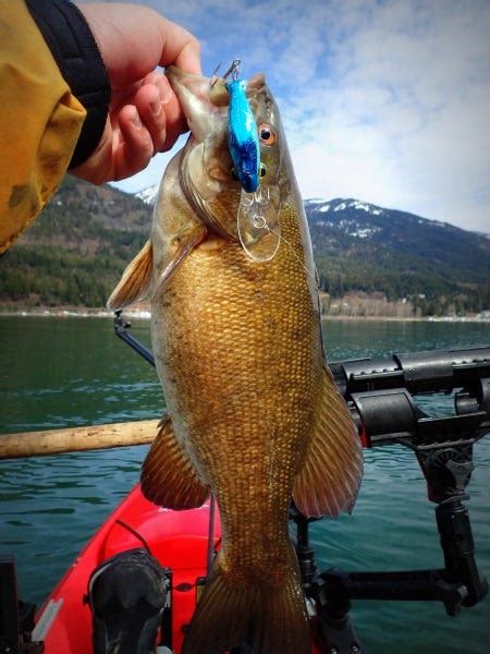 Fall Fishing Tactics For Catching Smallmouth Bass