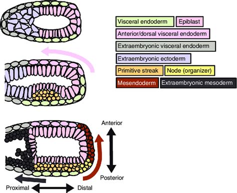 Morphogenetic Movements Of Mouse Tissues At The Onset Of Gastrulation