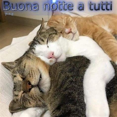 Pin Di Piera Contiero Su Pin Usati Per Amiche Buongiorno Divertente Auguri Di Buona Notte