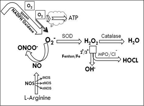 Generation Of Free Radicals In Inflammatory Cells The Biological