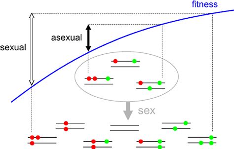 A Genetic Interpretation Of The Effect Of Sex On The Fitness Of