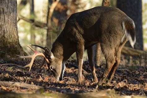 Missouri Deer Forecast for 2016 - Game & Fish