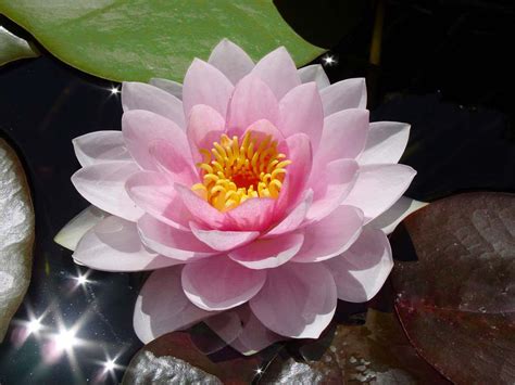 Wallpapers Collections: Water Lily Wallpapers