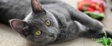 13 Gorgeous Grey Cat Breeds That Will Leave You Stunned 40 Off