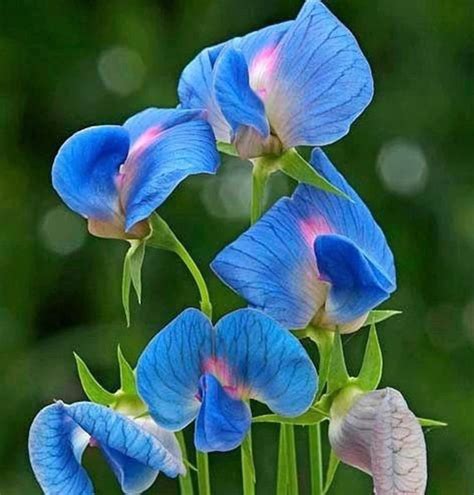 King Tut Sweet Pea Flower Seeds Electric Blue Sweet Pea Etsy