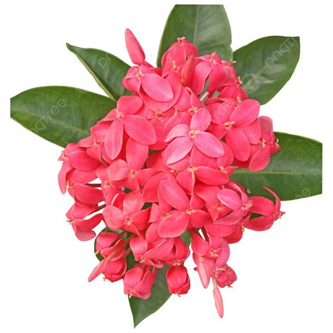 Pink Ixora Flower Image Ixora Jungle Flower Chinese PNG Transparent