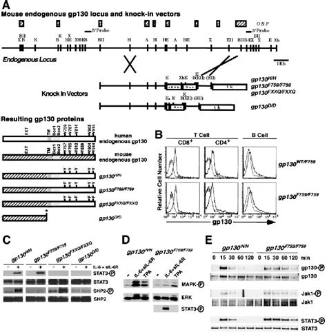 Figure From Dissection Of Signaling Cascades Through Gp In Vivo