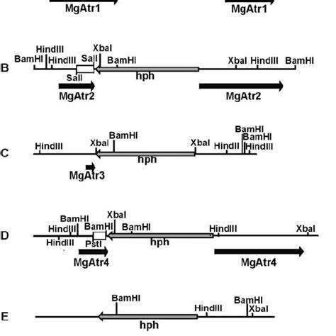 Schematic Representation Of The Mgatr1 To Mgatr5 Loci In M Graminicola