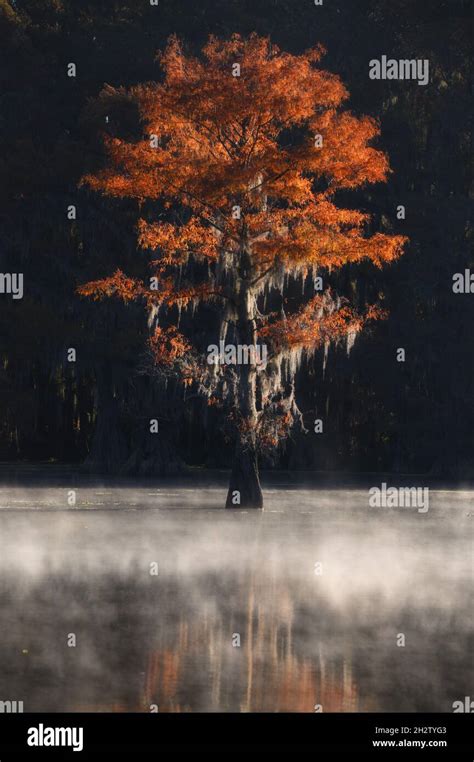 Fall Color Of Cypress In Swamp At Caddo Lake State Park Texas Stock