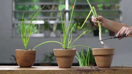 Horta Em Casa Veja Como Cultivar Ervas E Temperos Curiosidades E